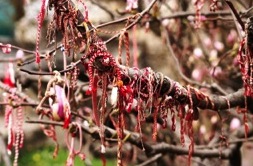 martenitsa
